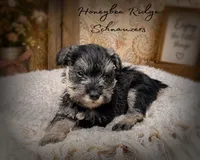Akc Duke, a male Miniature Schnauzer for sale in Marion, VA – 1 of 2