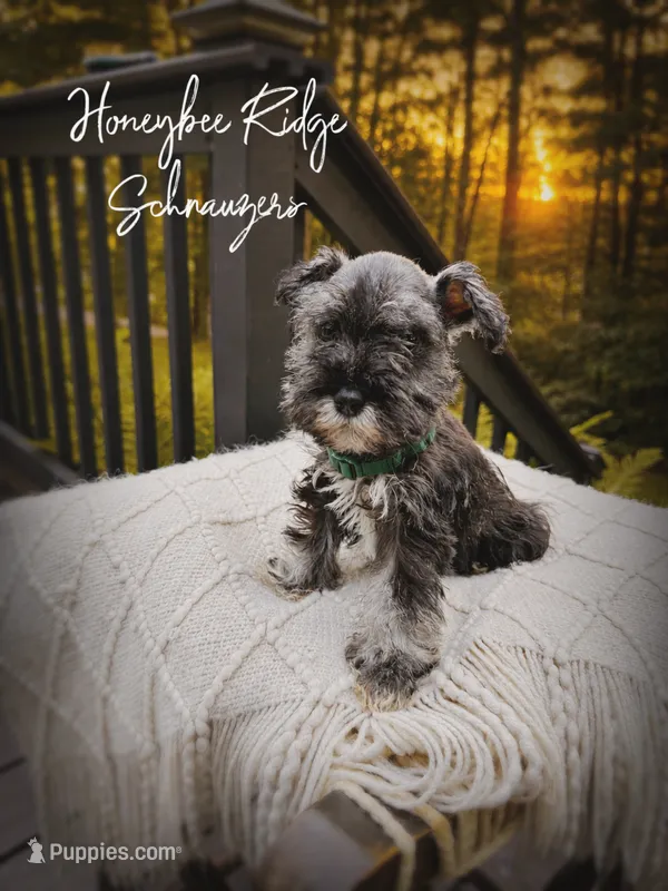 Akc Bo – Miniature Schnauzer puppy for sale in Marion, VA