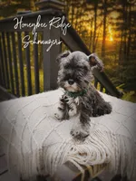 Akc Bo, a male Miniature Schnauzer for sale in Marion, VA – 1 of 5