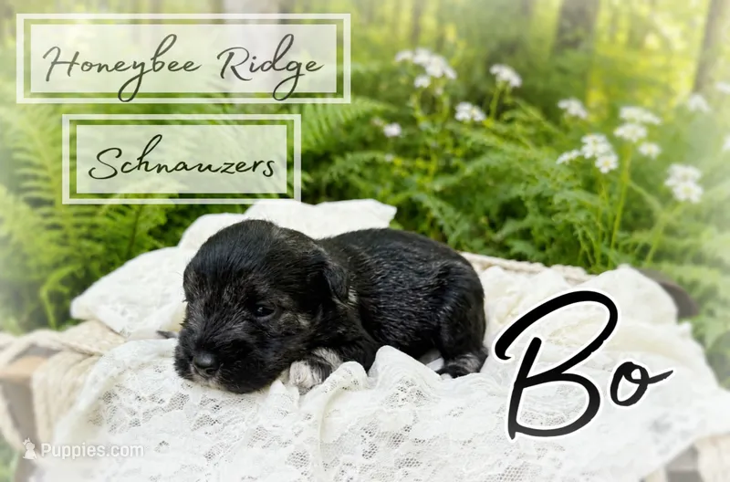 Akc Bo – Miniature Schnauzer puppy for sale in Marion, VA