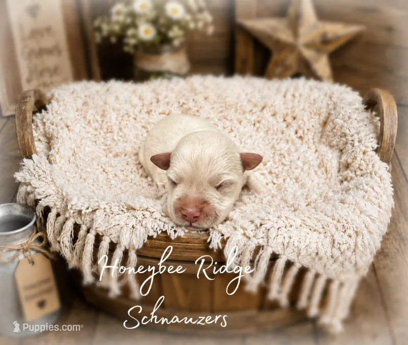 Akc White – Miniature Schnauzer puppy for sale in Marion, VA