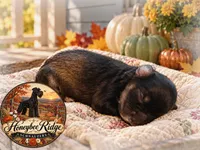 Akc Dark Salt and Pepper , a female Miniature Schnauzer for sale in Marion, VA – 1 of 2