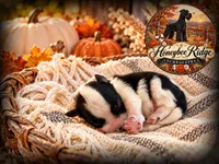 Akc Parti, a male Miniature Schnauzer for sale in Marion, VA – 1 of 2