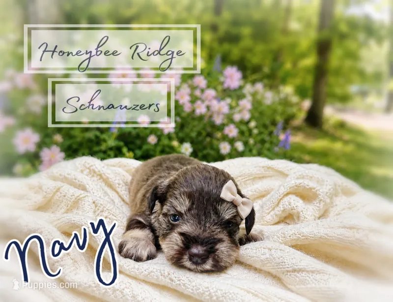 Akc Navy – Miniature Schnauzer puppy for sale in Marion, VA