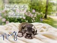 Akc Navy, a male Miniature Schnauzer for sale in Marion, VA – 1 of 1