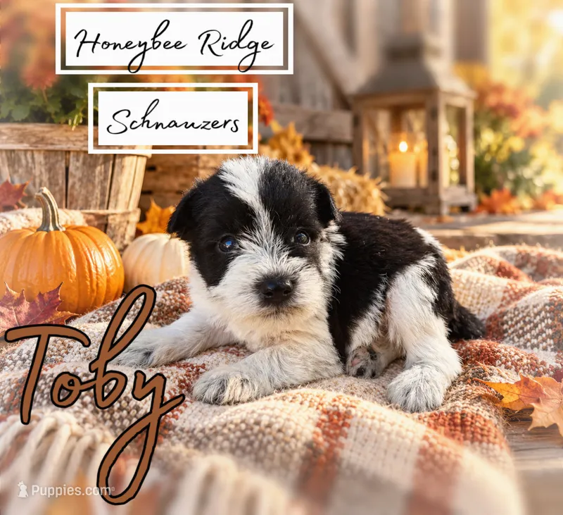 Akc Black and White Parti  – Miniature Schnauzer puppy for sale in Marion, VA