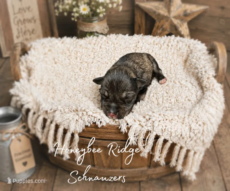 Akc Salt and Pepper  – Miniature Schnauzer puppy for sale in Marion, VA
