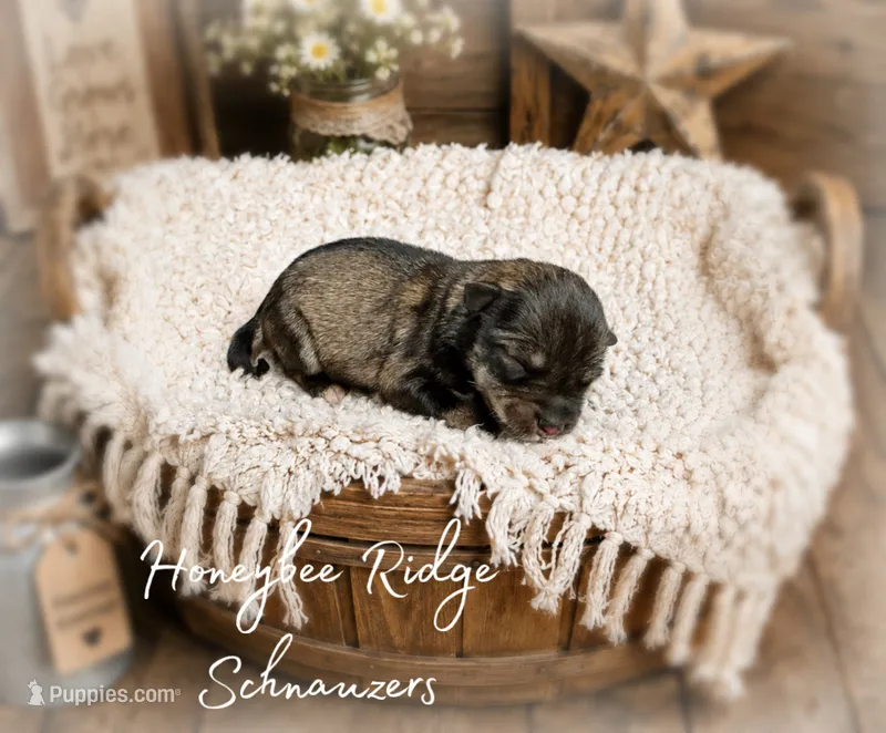 Akc Salt and Pepper  – Miniature Schnauzer puppy for sale in Marion, VA