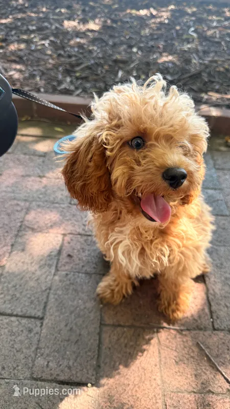 Leo – Poodle - Toy  puppy for sale in Richmond City, VA