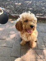 Leo, a male Poodle - Toy  for sale in Richmond City, VA – 2 of 4