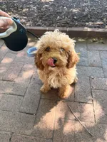 Leo, a male Poodle - Toy  for sale in Richmond City, VA – 3 of 4