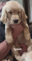 Tyson, a male Golden Retriever for sale in Gouldsboro, ME – 2 of 2