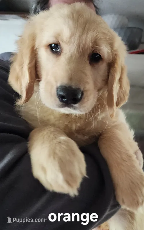 Coulter – Golden Retriever puppy for sale in Gouldsboro, ME