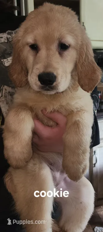Cookie. – Golden Retriever puppy for sale in Gouldsboro, ME
