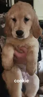 Cookie., a female Golden Retriever for sale in Gouldsboro, ME – 1 of 1