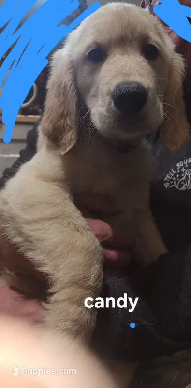 Butterscotch/candy – Golden Retriever puppy for sale in Gouldsboro, ME