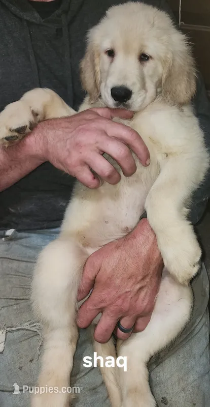 Shaq – Golden Retriever puppy for sale in Gouldsboro, ME