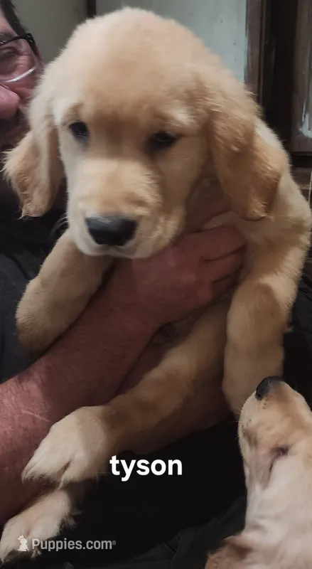 Tyson – Golden Retriever puppy for sale in Gouldsboro, ME