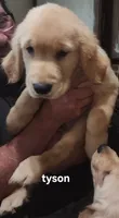 Tyson, a male Golden Retriever for sale in Gouldsboro, ME – 1 of 2