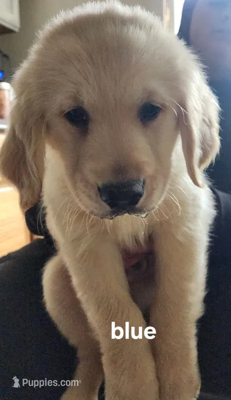 Duke – Golden Retriever puppy for sale in Gouldsboro, ME