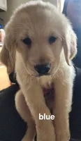 Duke, a male Golden Retriever for sale in Gouldsboro, ME – 1 of 1