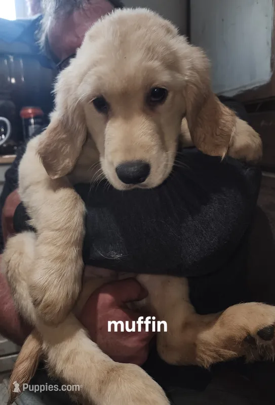 Muffin – Golden Retriever puppy for sale in Gouldsboro, ME