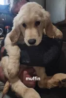 Muffin, a female Golden Retriever for sale in Gouldsboro, ME – 1 of 1