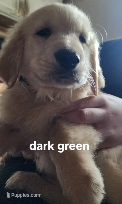 Dark Green – Golden Retriever puppy for sale in Gouldsboro, ME