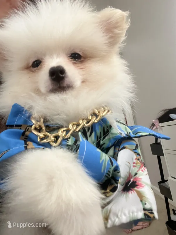Chuck – Pomeranian puppy for sale in Sacramento, CA