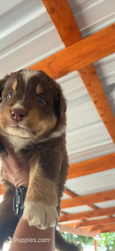 Spiderman – Miniature Australian Shepherd puppy for sale in Sacramento, CA