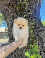 Chanel, a female Pomeranian for sale in Sacramento, CA – 2 of 3