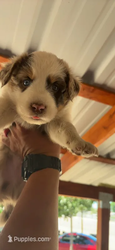 Lion  – Miniature Australian Shepherd puppy for sale in Sacramento, CA