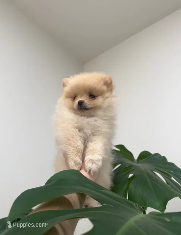 Chanel – Pomeranian puppy for sale in Sacramento, CA