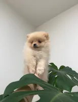 Chanel, a female Pomeranian for sale in Sacramento, CA – 1 of 3