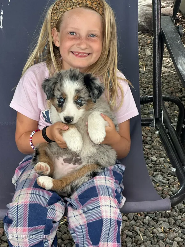 Milo – Australian Shepherd puppy for sale in Sacramento, CA