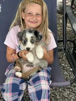 Milo, a male Australian Shepherd for sale in Sacramento, CA – 1 of 2