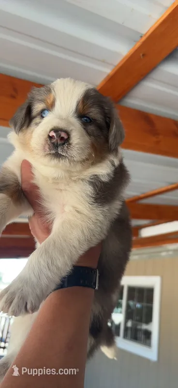 Spoty – Australian Shepherd puppy for sale in Sacramento, CA