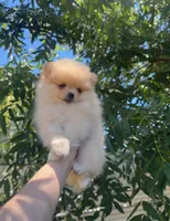 Chanel, a female Pomeranian for sale in Sacramento, CA – 3 of 3