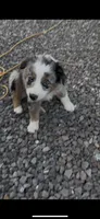 Milo, a male Australian Shepherd for sale in Sacramento, CA – 2 of 2