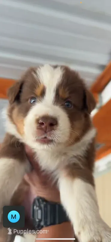 Bat man – Miniature Australian Shepherd puppy for sale in Sacramento, CA