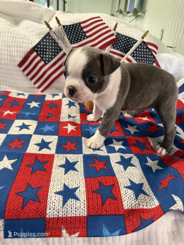 Miss Blu – Boston Terrier puppy for sale in Binger, OK