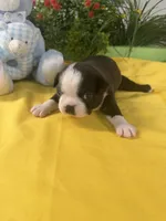 Robie, a male Boston Terrier for sale in Binger, OK – 2 of 2