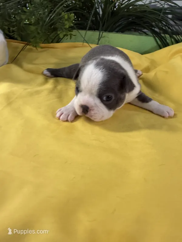 Miss Bonnie  – Boston Terrier puppy for sale in Binger, OK