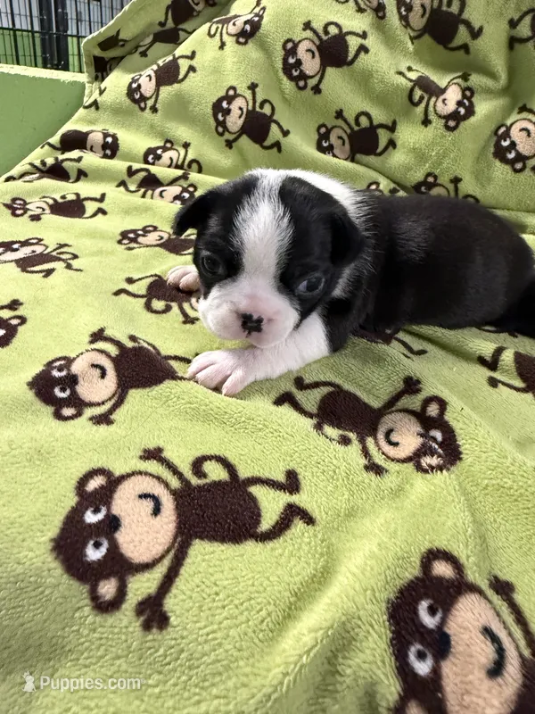 Poppy – Boston Terrier puppy for sale in Binger, OK