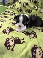 Poppy, a female Boston Terrier for sale in Binger, OK – 1 of 3