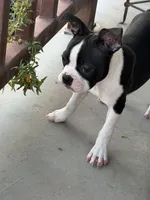 Cash , a male Boston Terrier for sale in Binger, OK – 2 of 3