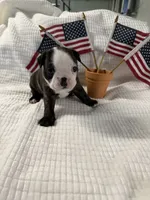 Ruby Ann, a female Boston Terrier for sale in Binger, OK – 7 of 9