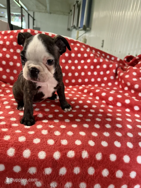 Ruby Ann – Boston Terrier puppy for sale in Binger, OK