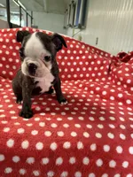 Ruby Ann, a female Boston Terrier for sale in Binger, OK – 2 of 9