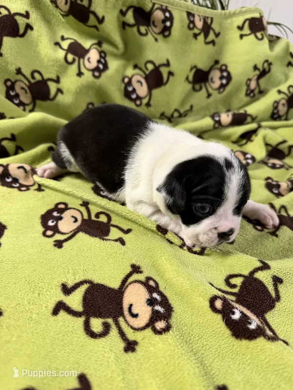 Prissy – Boston Terrier puppy for sale in Binger, OK